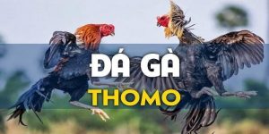 gioi-thieu-ve-da-ga-thomo