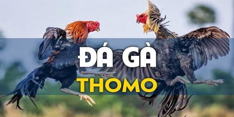 gioi-thieu-ve-da-ga-thomo