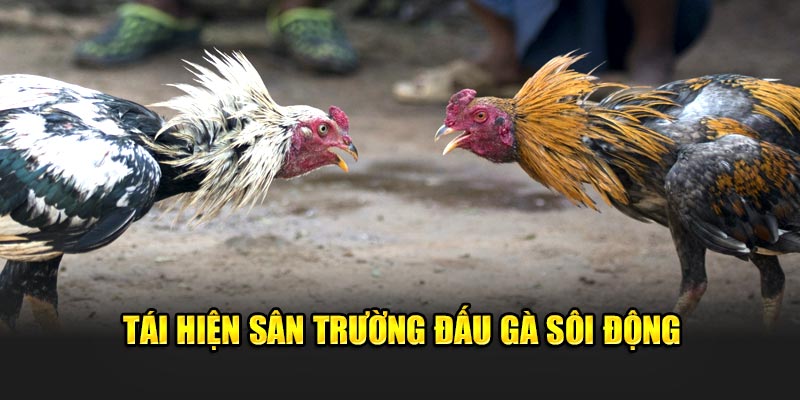 tai-hien-san-truong-dau-ga-soi-dong